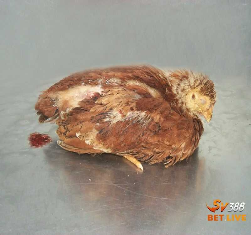 Thông tin về bệnh cầu trùng xảy ra trên gà